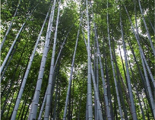 大宝娱乐-LG游戏|PT游戏|CQ9游戏